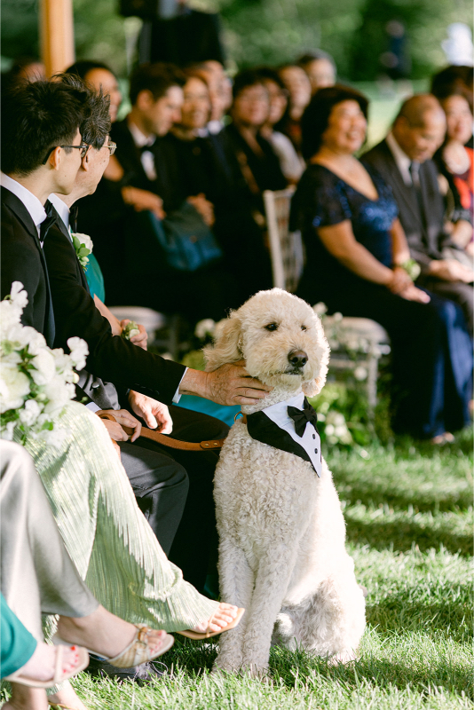 bride and grooms dog in attendance